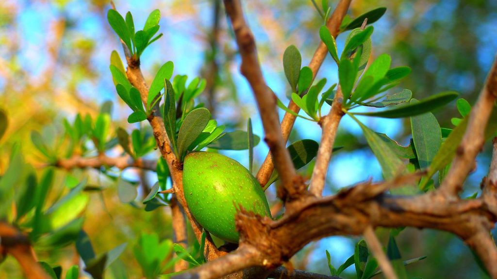 argan tree, argan oil